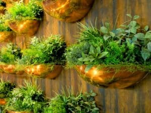 fresh herbs growing in rows of shiny copper wall pots