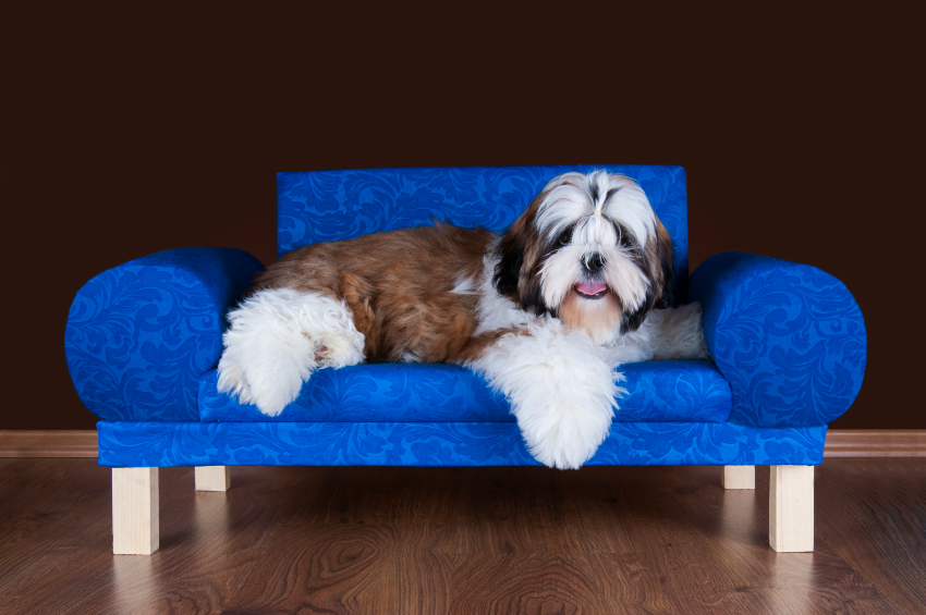 shih tzu puppy lying on the sofa